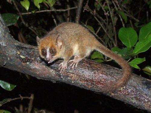 Мадагаскарский мышиный лемур